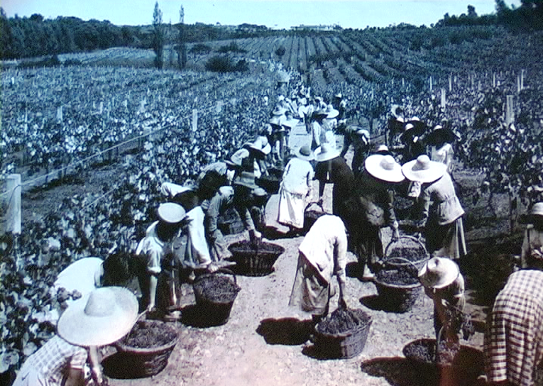 1920-30 - Rio Grande do Sul (Brasile) - Raccolta dell'uva